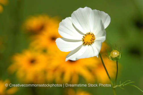 poppy flower